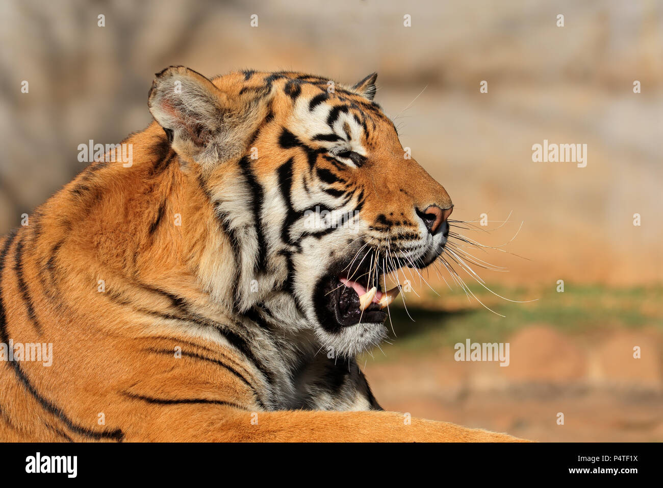 Portrait d'un tigre du Bengale (Panthera tigris bengalensis) Banque D'Images
