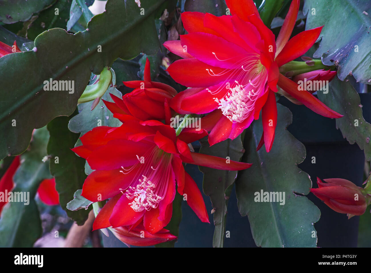 Fleur de Cactus 4 rouge Banque D'Images