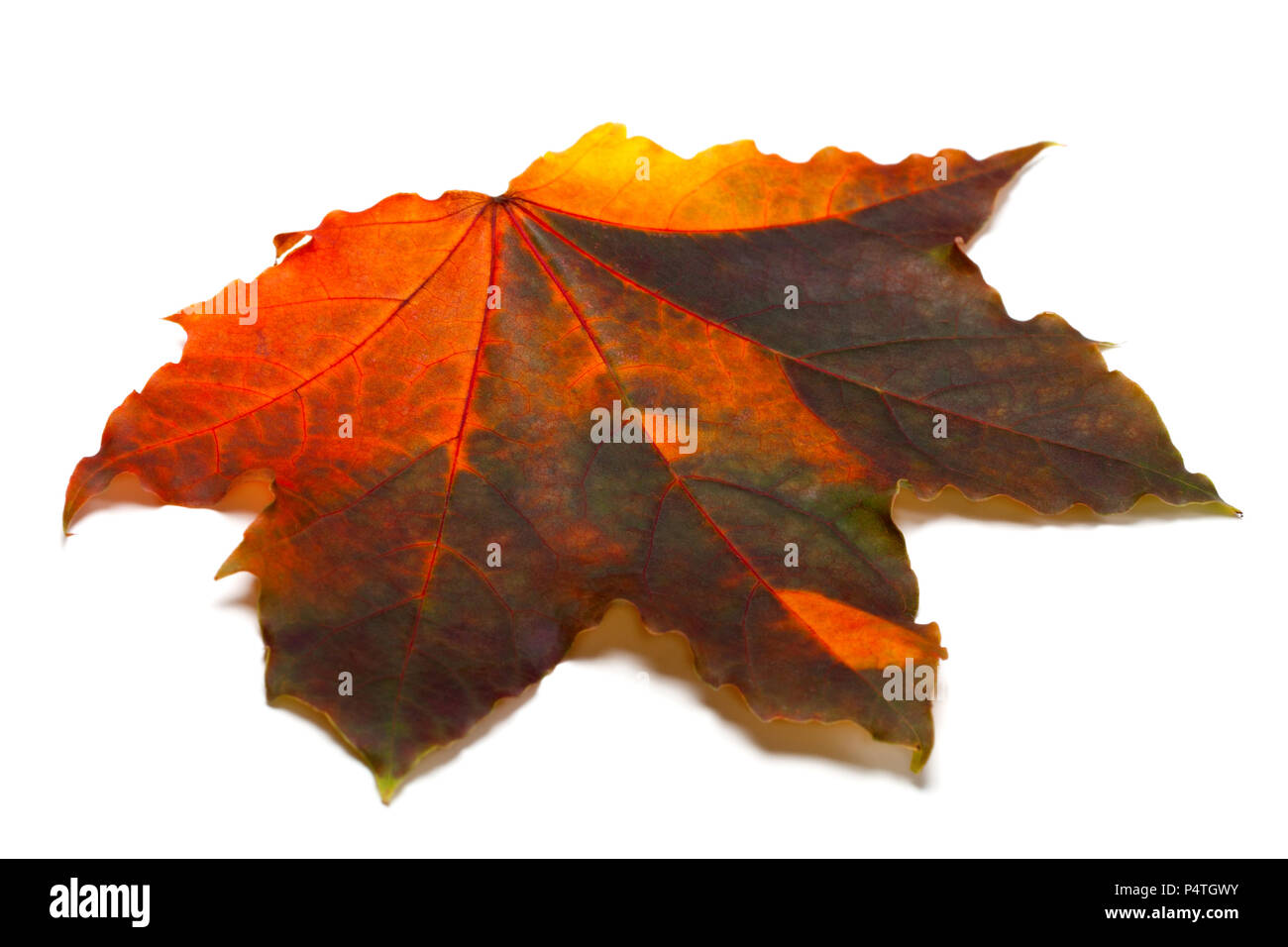 D'automne multicolore feuille d'érable. Isolé sur fond blanc. Banque D'Images