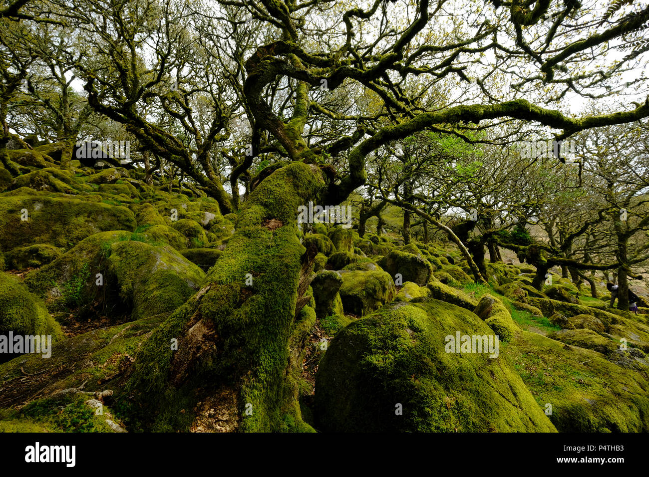 Wistman's Wood, Dartmoor National Park, de vieux chênes, Devon, Royaume-Uni Banque D'Images