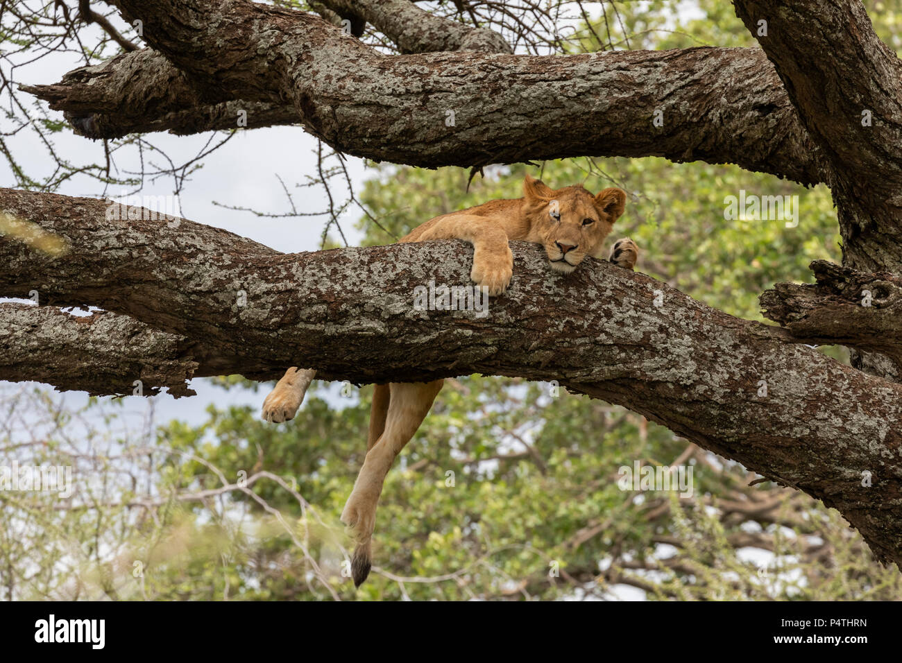 L'African Lion (Panthera leo) lionne au repos dans un arbre dans le Parc National du Serengeti, Tanzanie Banque D'Images