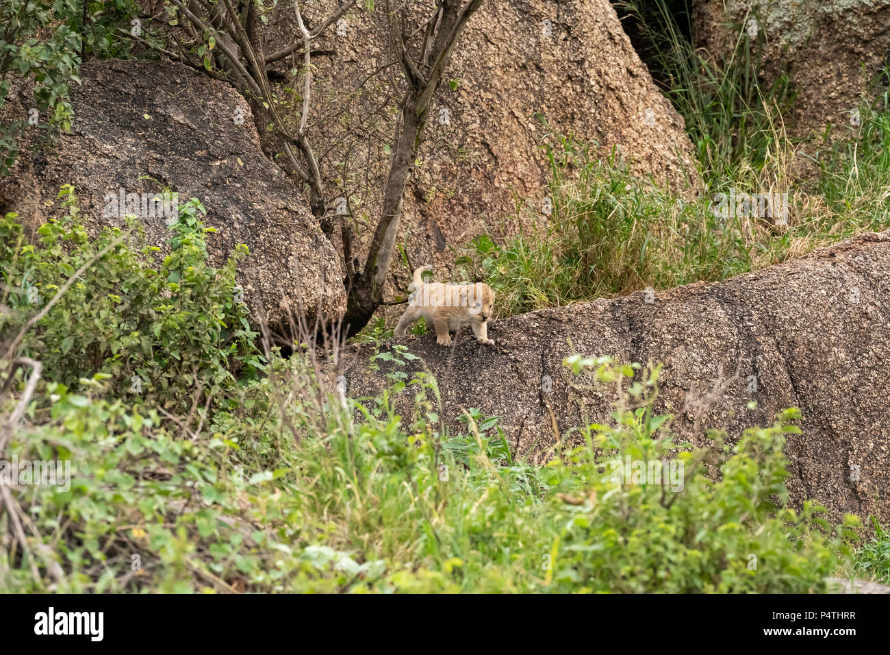 Très petit African Lion cub (Panthera leo) jouant sur une colline dans le Parc National du Serengeti, Tanzanie Banque D'Images