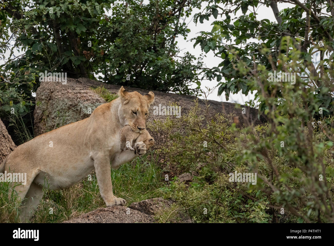 L'African Lion lionne (Panthera leo) transportant son très jeune cub dans sa bouche et en utilisant son paw pour avoir une meilleure emprise sur la cub à Serengeti National P Banque D'Images
