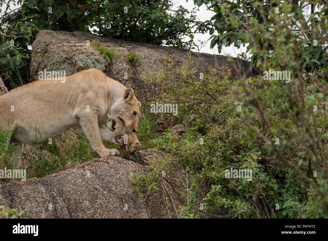 L'African Lion lionne (Panthera leo) transportant son très jeune cub dans sa bouche et en utilisant son paw pour avoir une meilleure emprise sur la cub à Serengeti National P Banque D'Images