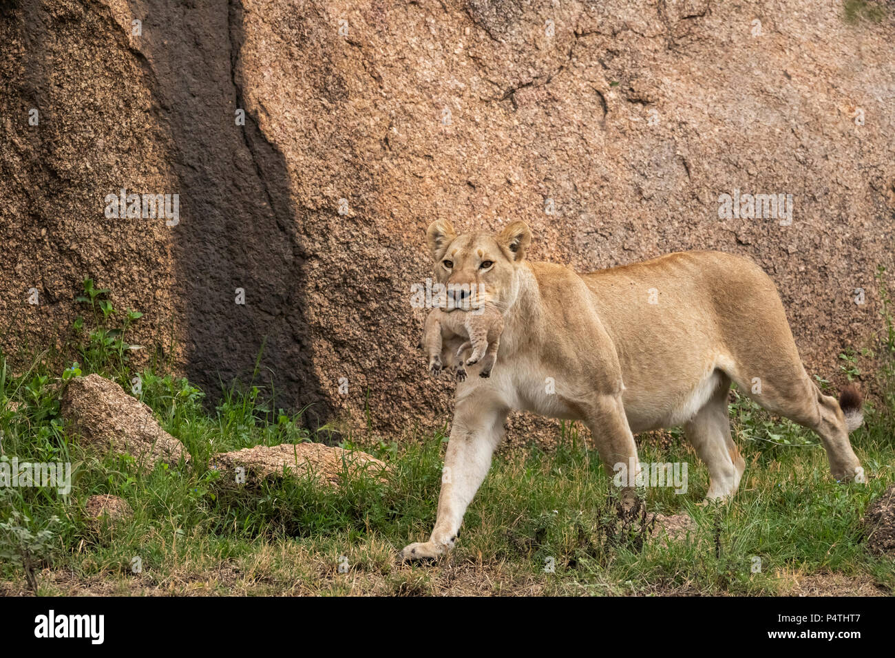 L'African Lion lionne (Panthera leo) transportant son très jeune cub dans sa bouche dans le Parc National du Serengeti, Tanzanie Banque D'Images