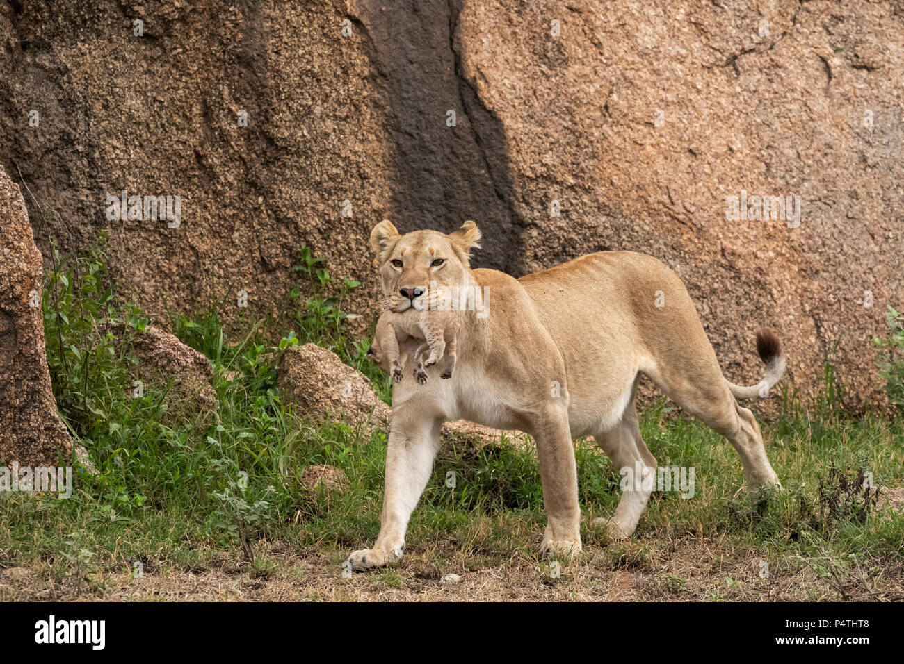 L'African Lion lionne (Panthera leo) transportant son très jeune cub dans sa bouche dans le Parc National du Serengeti, Tanzanie Banque D'Images