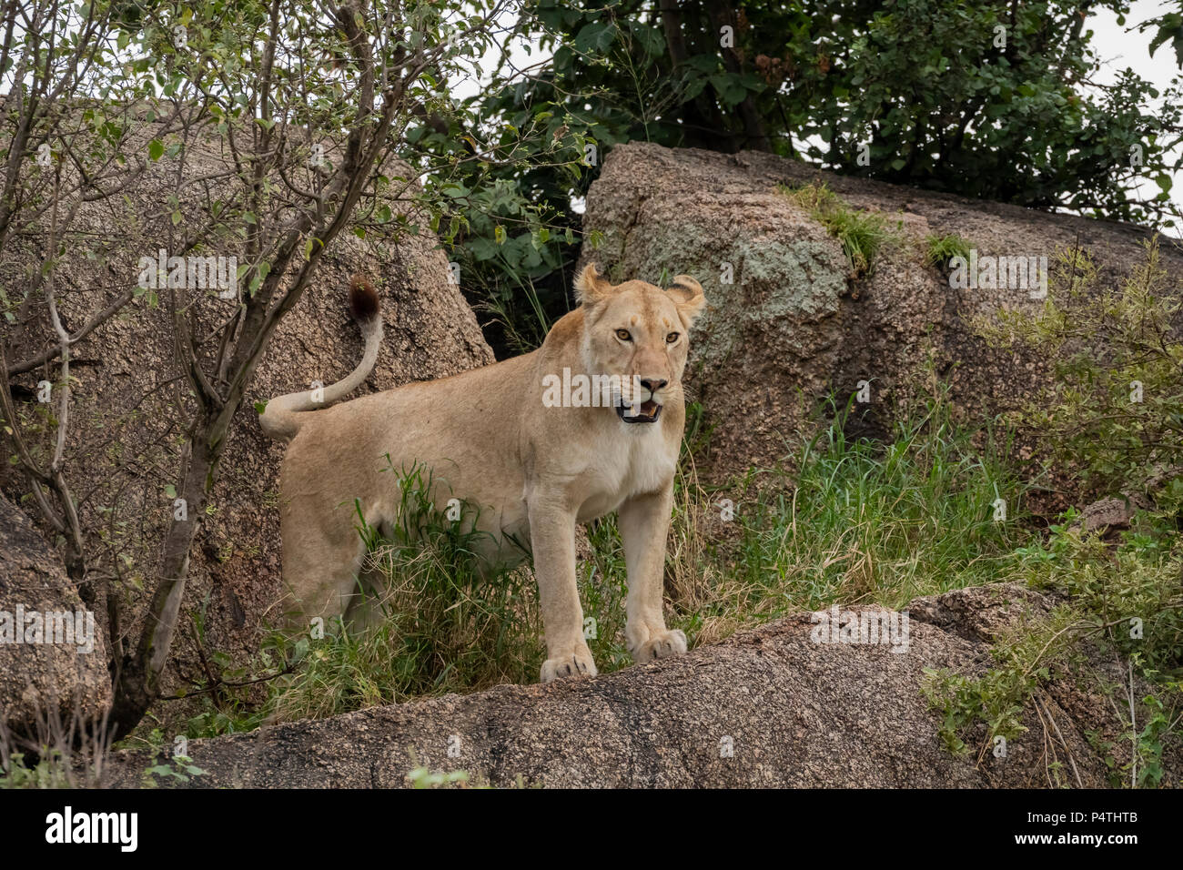 L'African Lion (Panthera leo) lionne veillant sur son très jeune ourson sur une colline dans le Parc National du Serengeti, Tanzanie Banque D'Images
