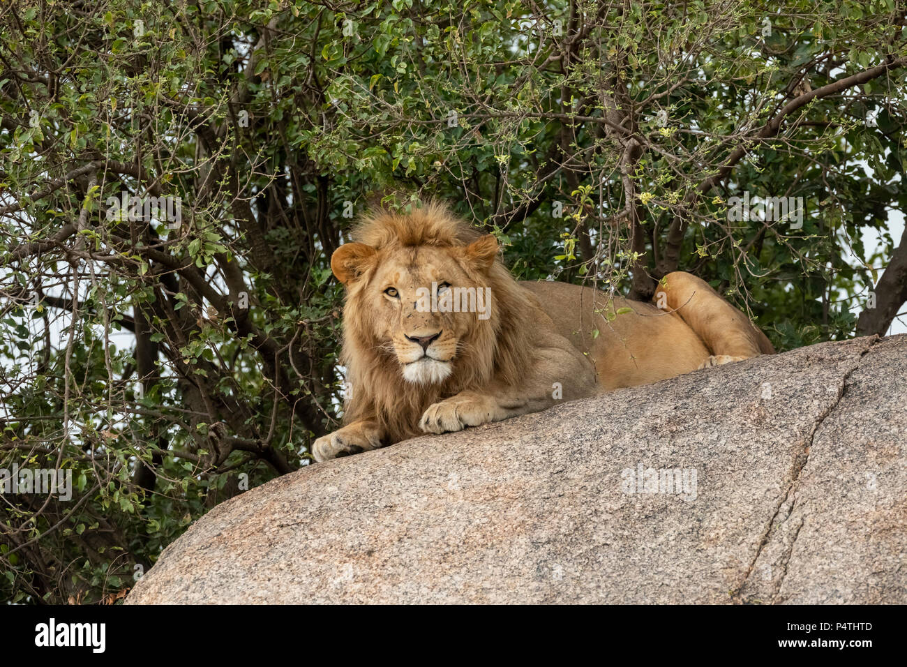L'African Lion (Panthera leo), mâle, reposant sur une colline dans le Parc National du Serengeti, Tanzanie Banque D'Images