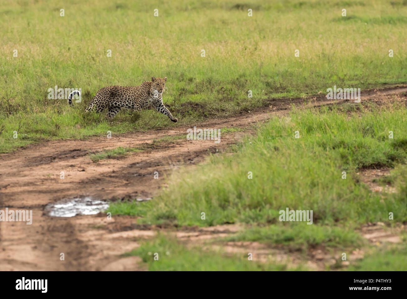 Leopard (Panthera pardus) Femmes marchant à travers les herbes hautes plaines pour se réunir avec son petit dans le Parc National du Serengeti, Tanzanie Banque D'Images