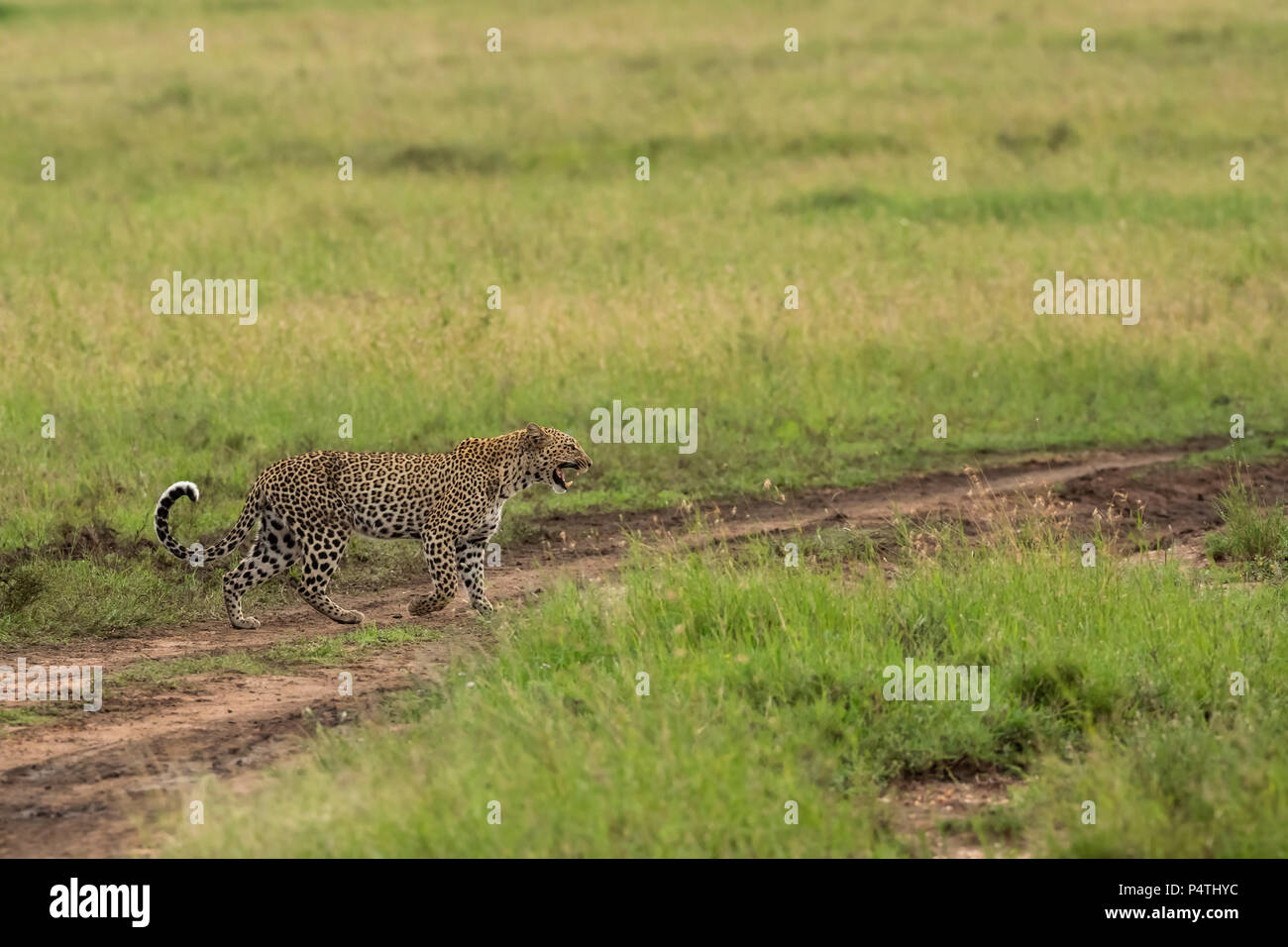 Leopard (Panthera pardus) Femmes marchant à travers les herbes hautes plaines pour se réunir avec son petit dans le Parc National du Serengeti, Tanzanie Banque D'Images