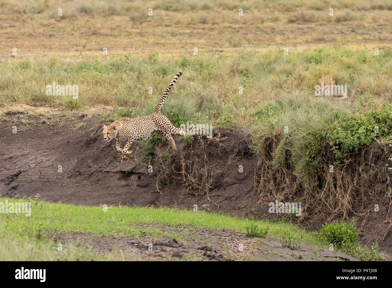 Le Guépard (Acinonyx jubatus) hommes sautant au dessus d'un ruisseau dans le Parc National du Serengeti, Tanzanie Banque D'Images