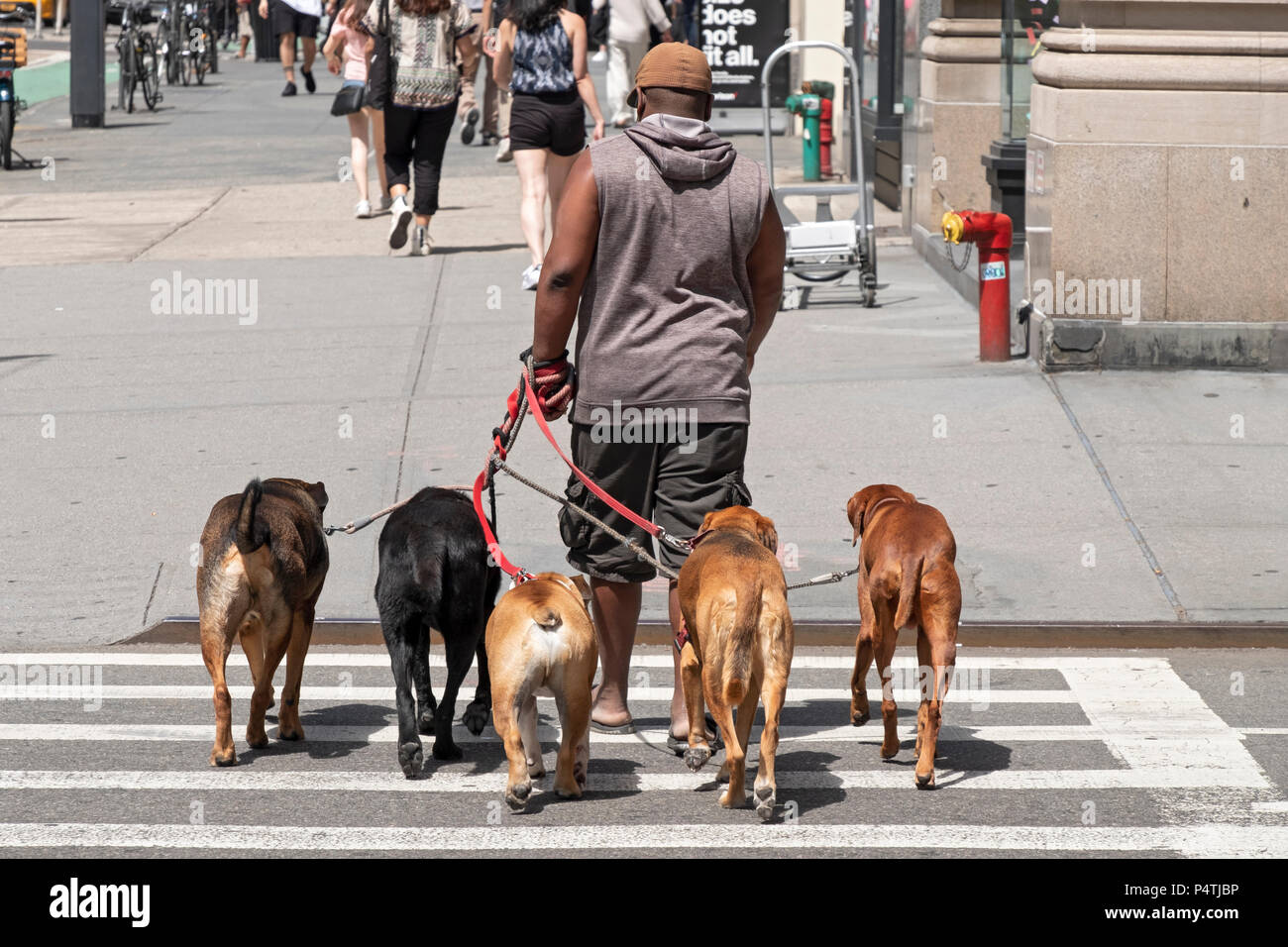 Photo de derrière d'un homme qui marche cinq gros chiens jusqu'Cinquième Avenue à Manhattan, New York City. Banque D'Images