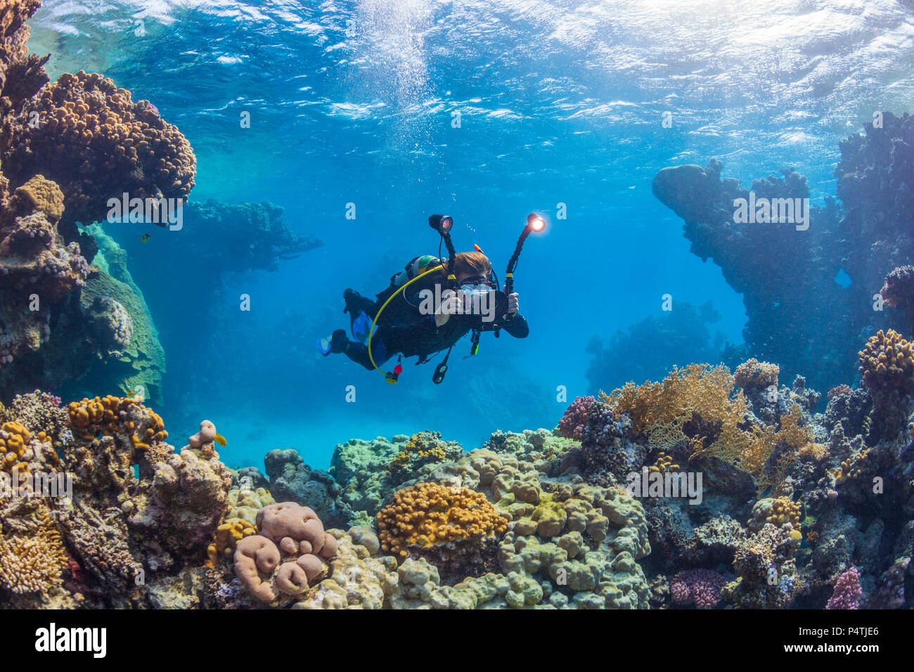 Diver avec caméra vidéo près de la barrière de corail, Mer Rouge, Egypte Banque D'Images