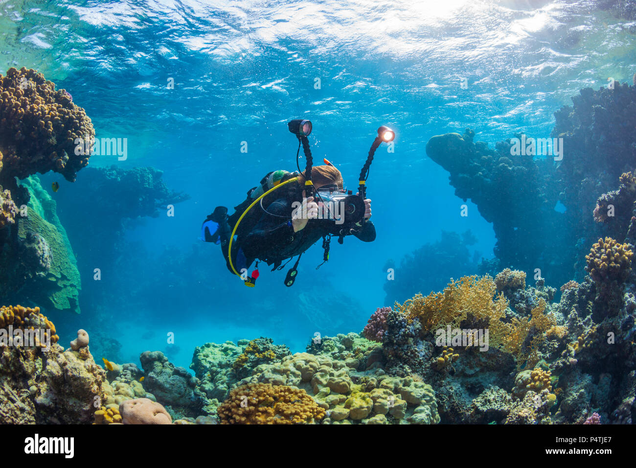 Diver avec caméra vidéo près de la barrière de corail, Mer Rouge, Egypte Banque D'Images
