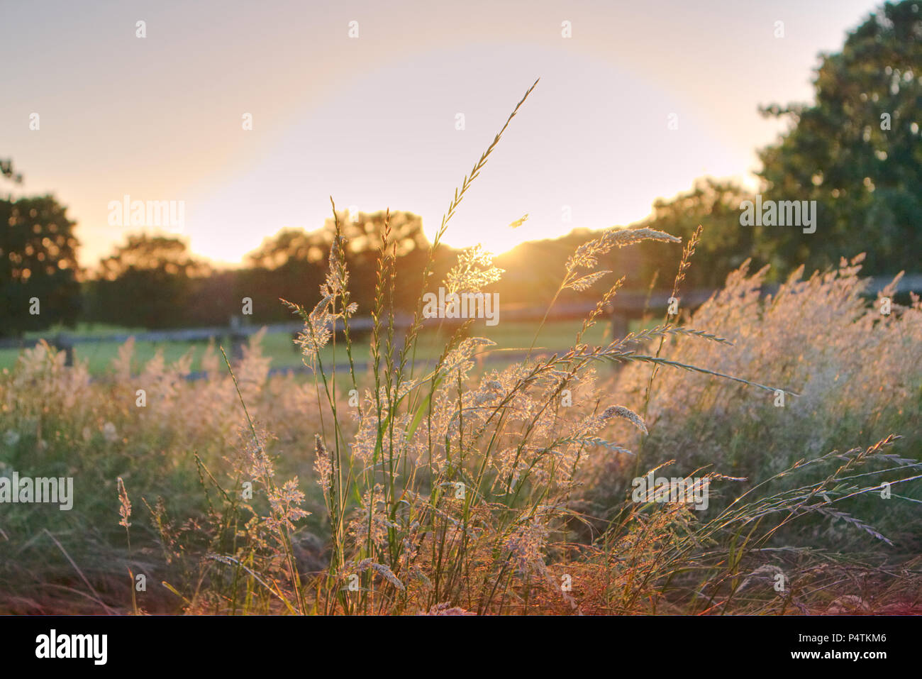 Photographie d'un paysage d'herbe sauvage contre un coucher de soleil jaune dans la campagne en Écosse. Banque D'Images