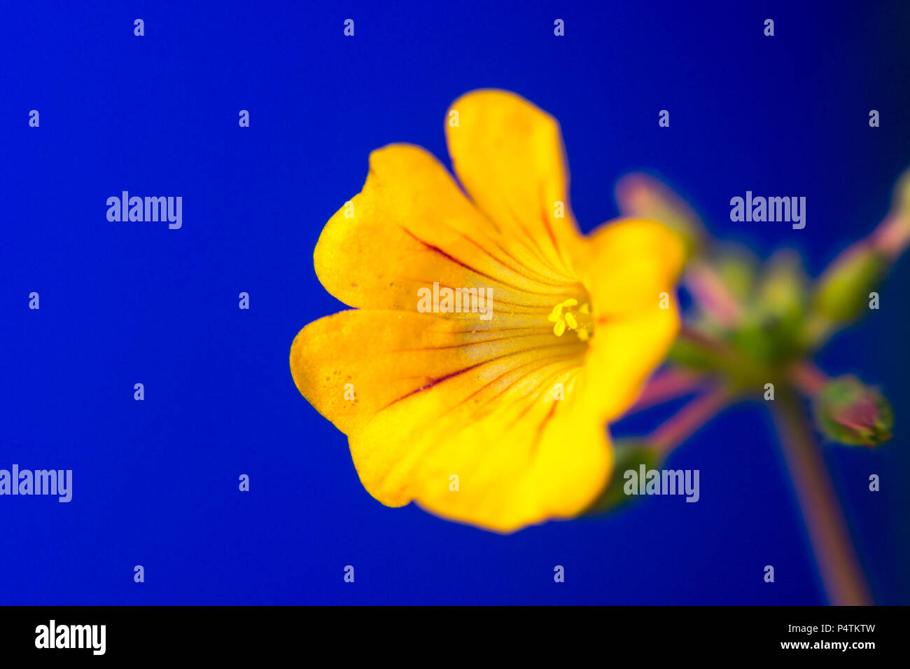 Photo gros plan de petit arbre plante fleur en fond bleu Banque D'Images