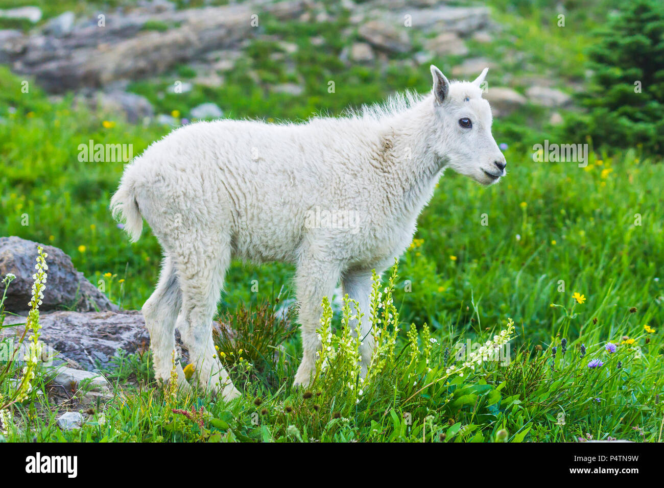 La chèvre de montagne pour enfants en vert pelouse, Glacier National Park, Montana Banque D'Images