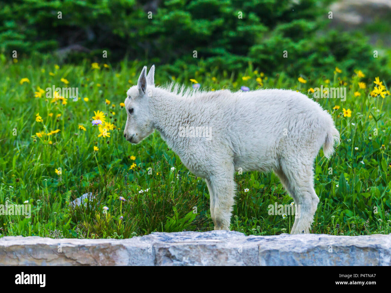 La chèvre de montagne pour enfants en vert pelouse, Glacier National Park, Montana Banque D'Images