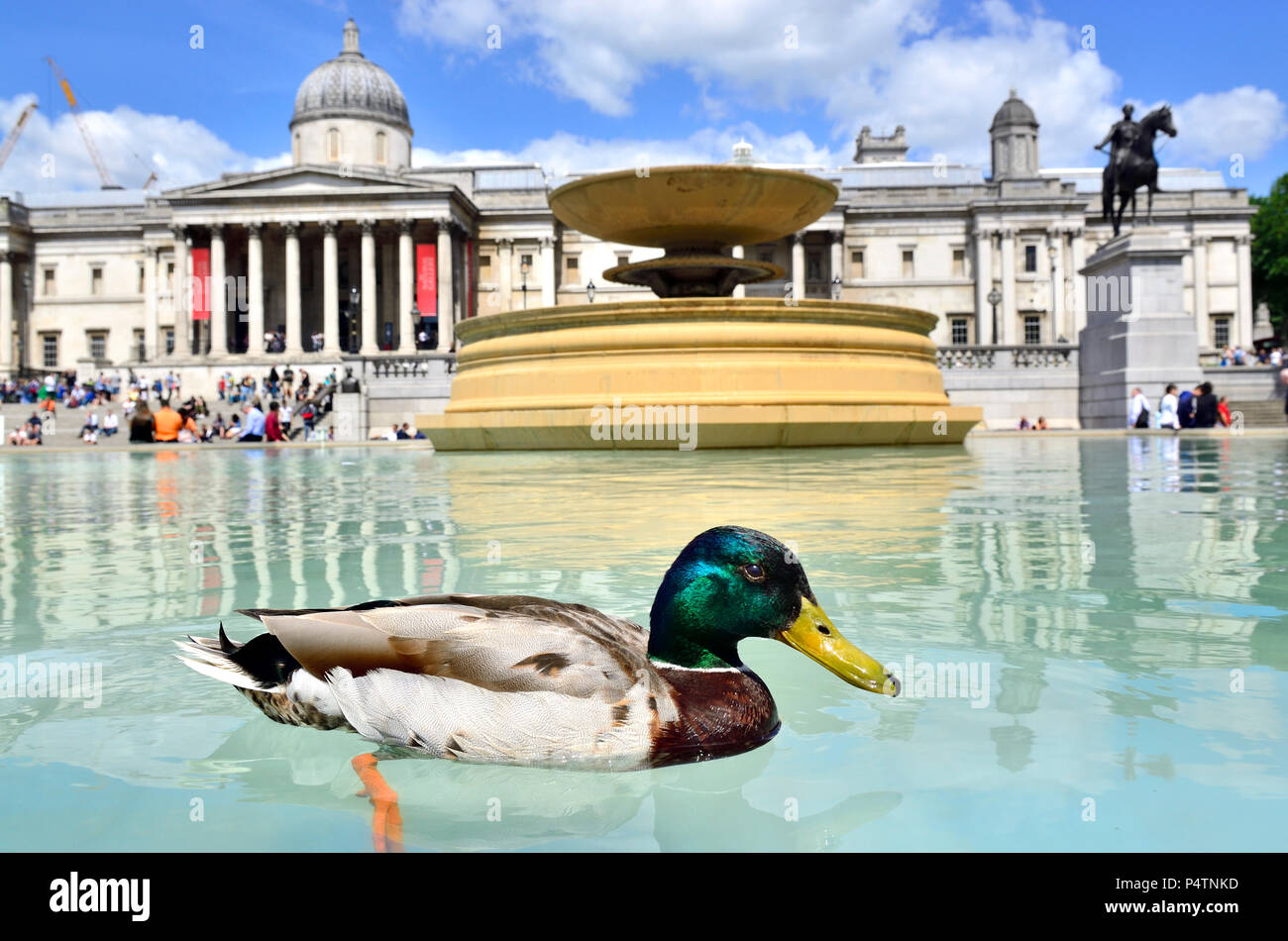 Les canards colverts (Anas platyrhynchos) dans l'une des fontaines à Trafalgar Square, Londres, Angleterre, Royaume-Uni. Banque D'Images