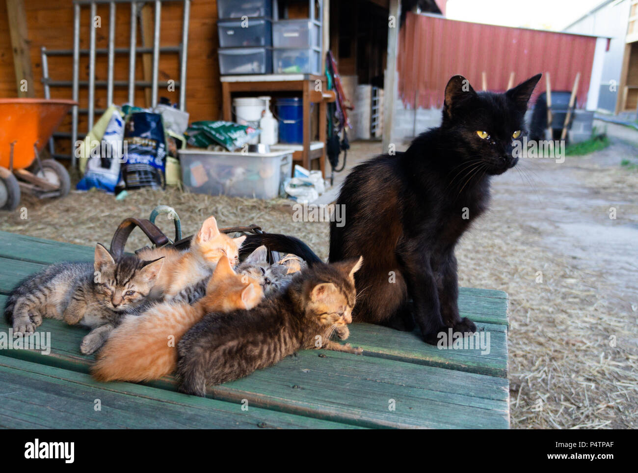 La Famille Chaton Avec Ombre Bonus Photo Stock Alamy La Famille Chaton Avec Ombre Bonus Photo Stock Alamy