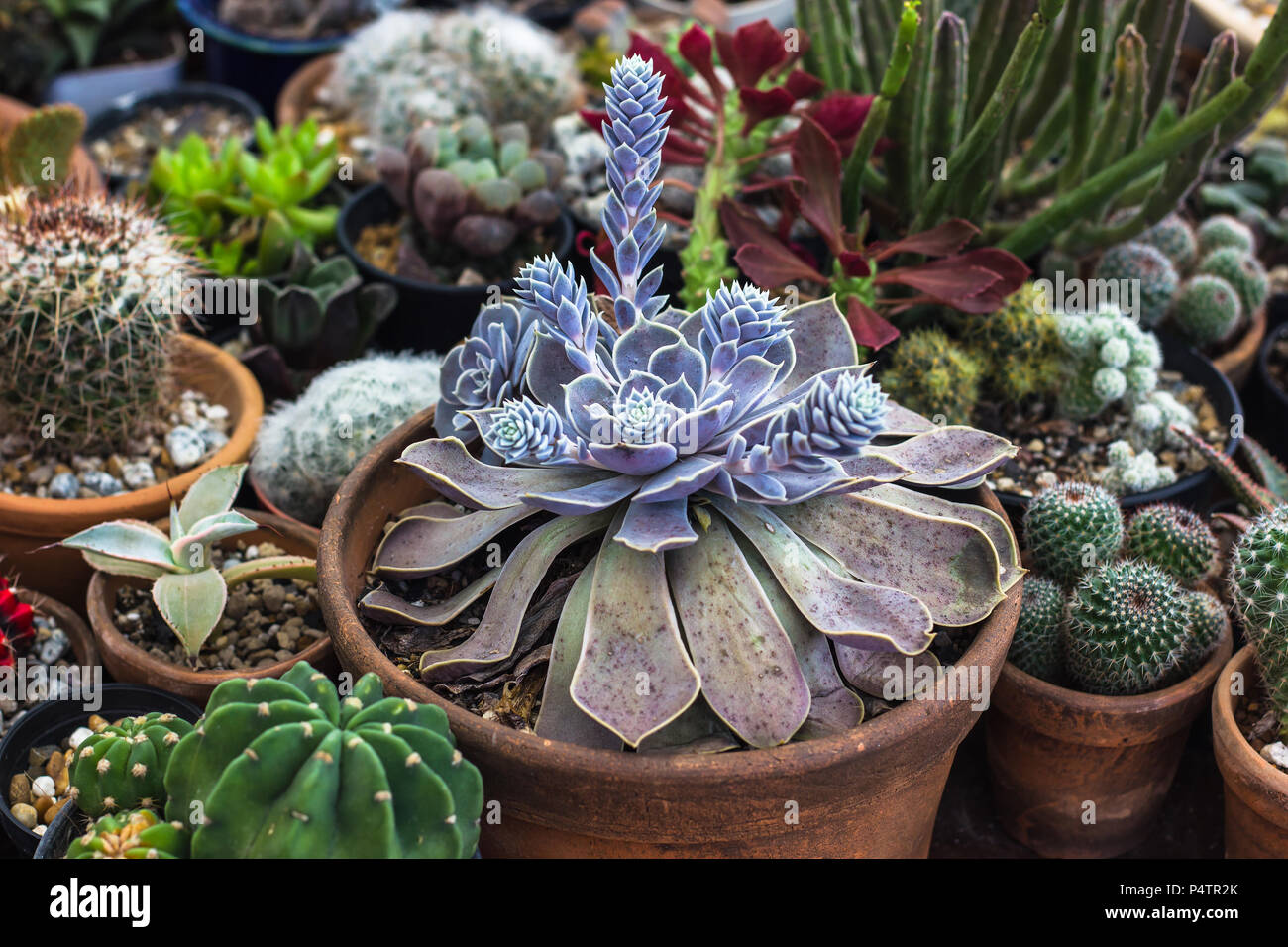 Collection de cactus et plantes succulentes dans le jardin. Petit cactus et succulentes dans le jardin d'accueil. Banque D'Images