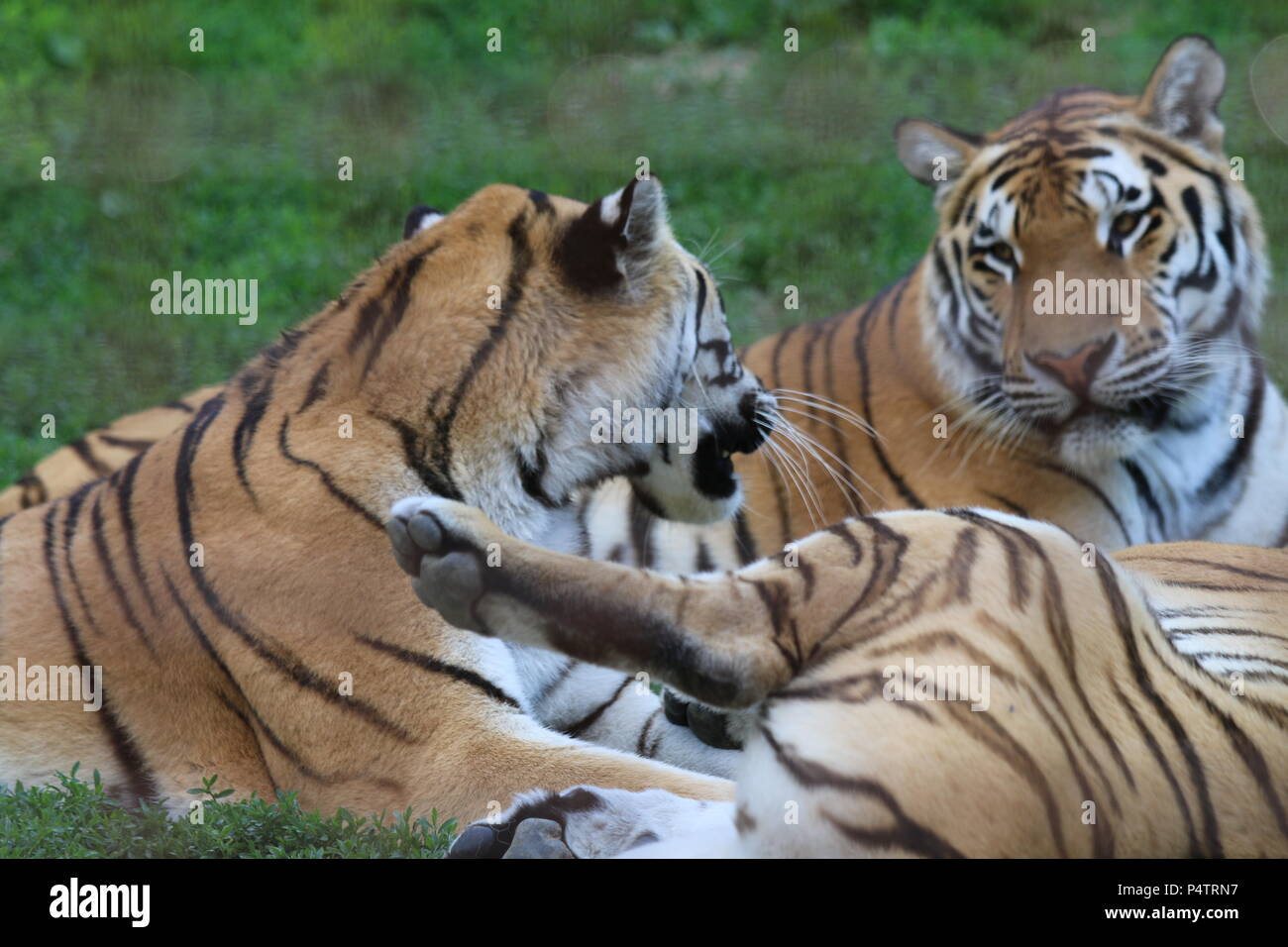 Amur tiger - Panthera tigris altaica Banque D'Images