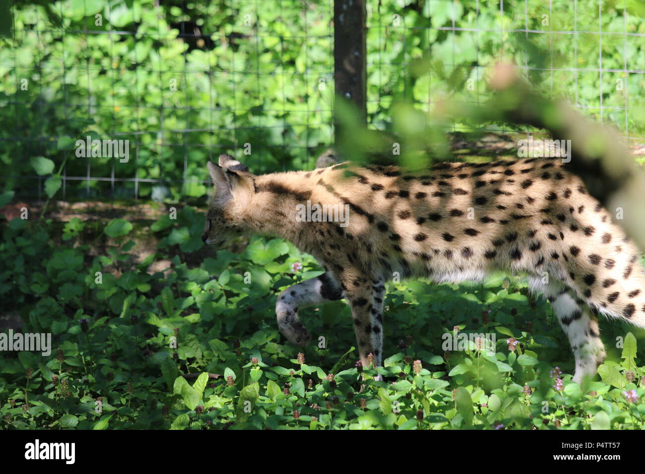 Serval - Leptailurus serval Banque D'Images