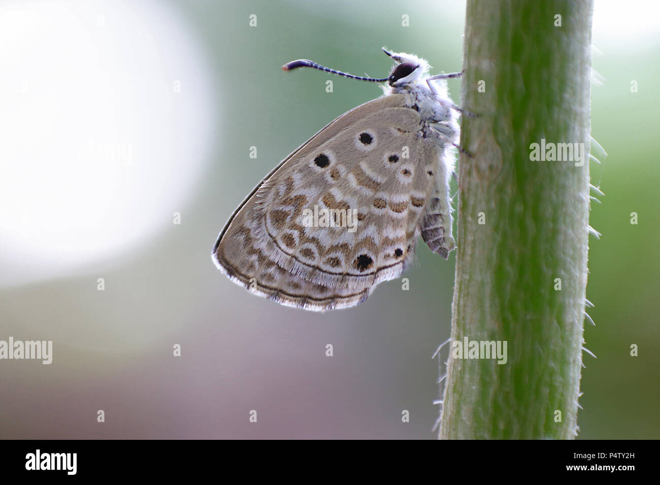 Papillon Bleu Lime rêve tôt le matin Banque D'Images