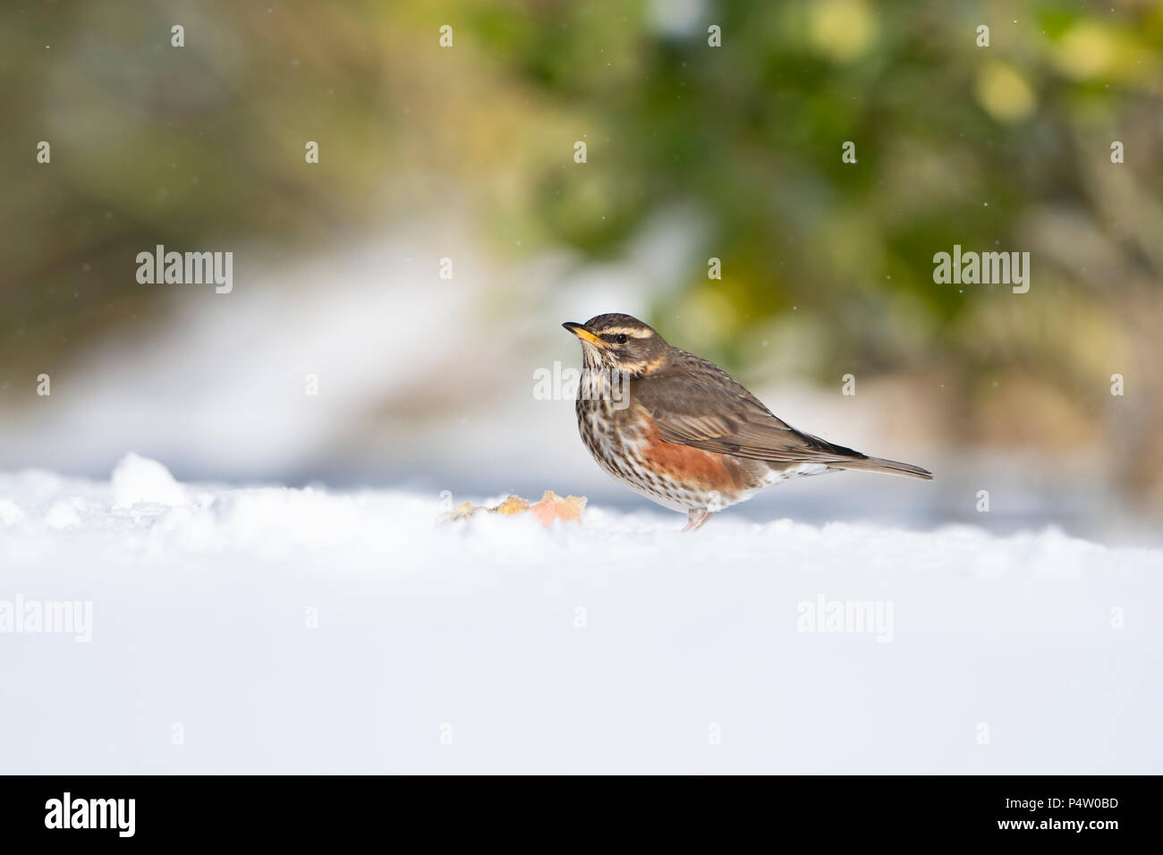 Un (Turdus iliacus Redwing) se nourrissant d'apple en jardin dans la neige lourde, Kildary, Invergordon, Ecosse, Royaume-Uni Banque D'Images