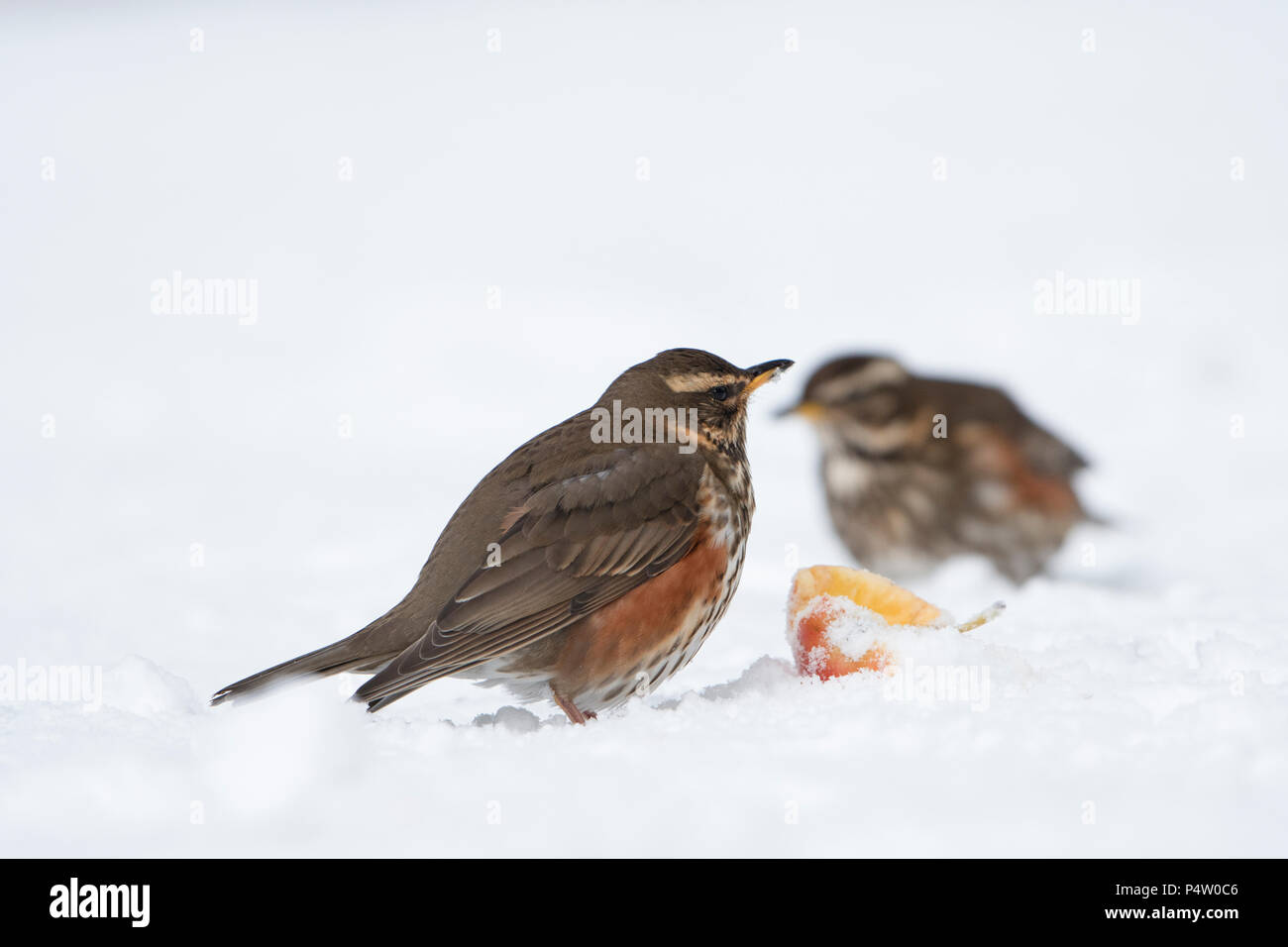 Une paire de carouges (Turdus iliacus) se nourrissant d'apple en jardin dans la neige lourde, Kildary, Invergordon, Ecosse, Royaume-Uni Banque D'Images