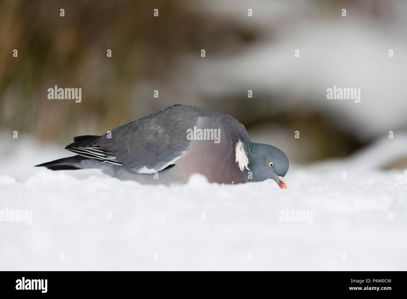 Bois commun, Pigeon Columba palumbus, en jardin dans la neige,Kildary, Invergordon, Ecosse, Royaume-Uni Banque D'Images