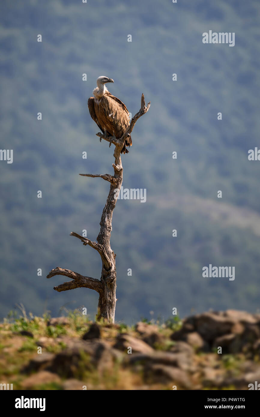 Vautour fauve - Gyps fulvus, grande tête de vautour blanc brun Ancien monde et l'Afrique. Banque D'Images