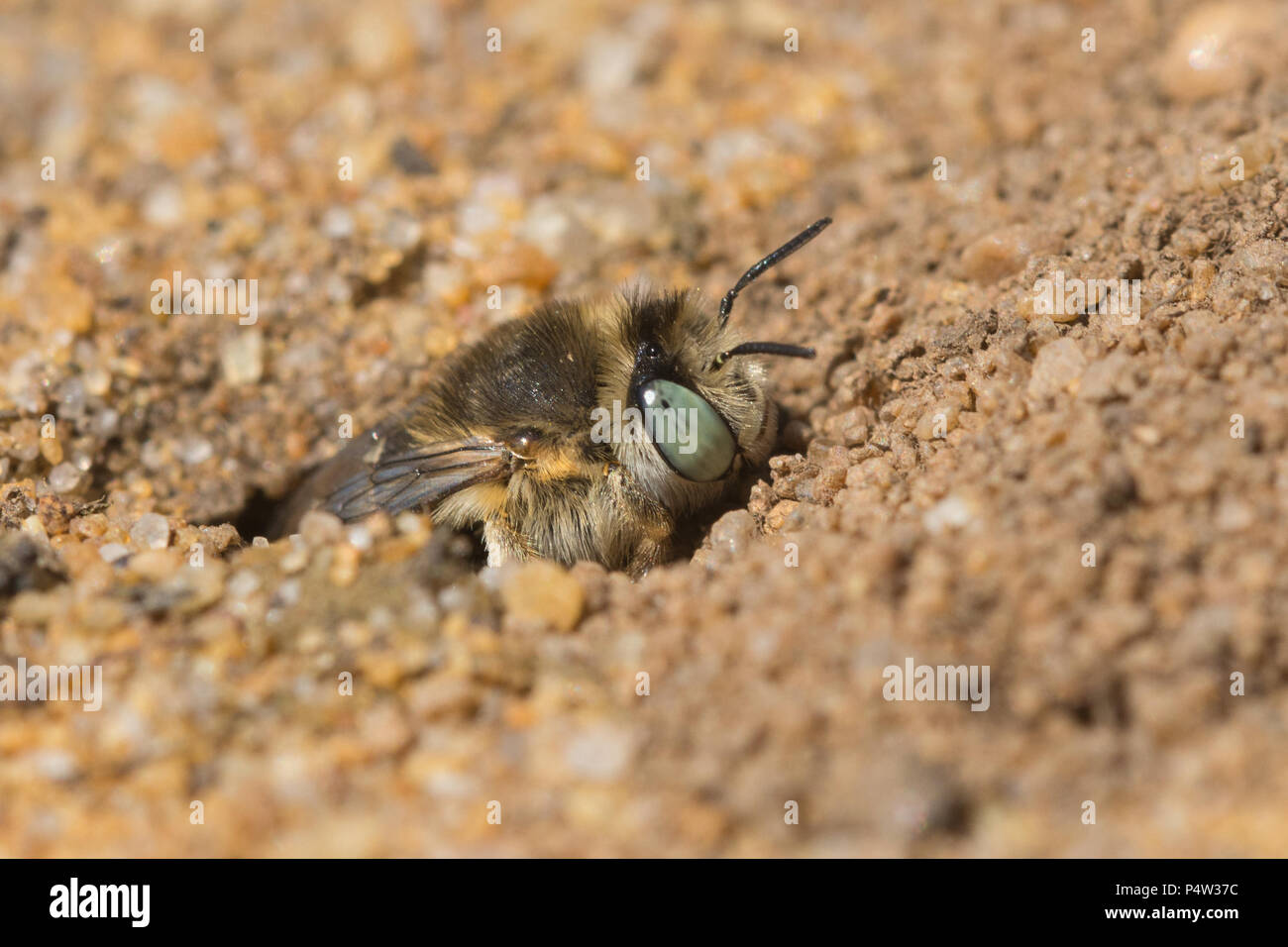 Petite fleur (abeille abeille fleur aux yeux verts - Anthophora bimaculata) à son terrier dans le sable à Hankley Common, Surrey, UK Banque D'Images