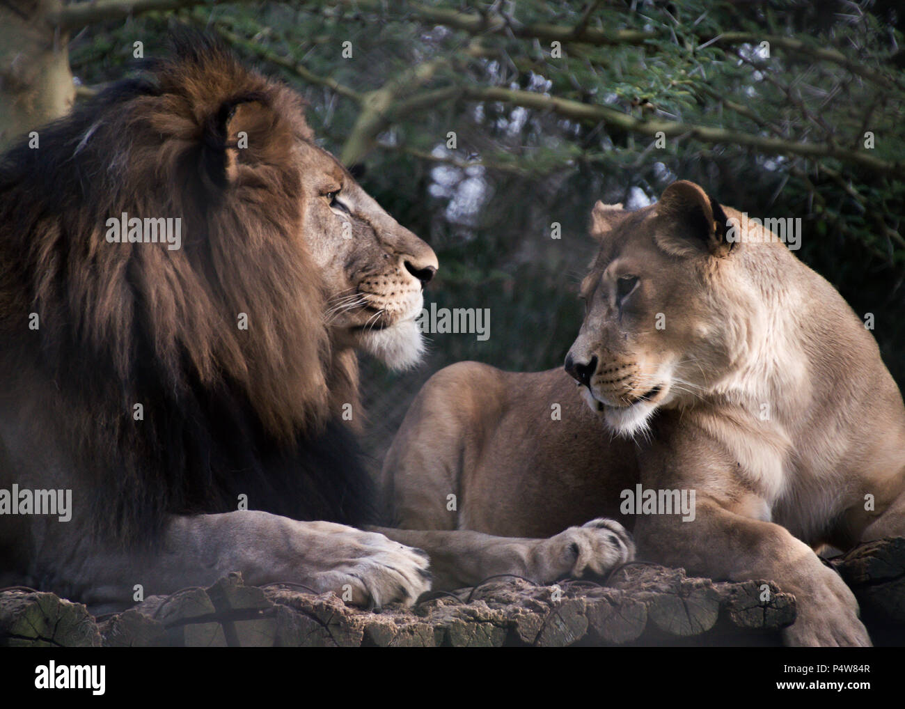 Un Lion et une lionne Banque D'Images