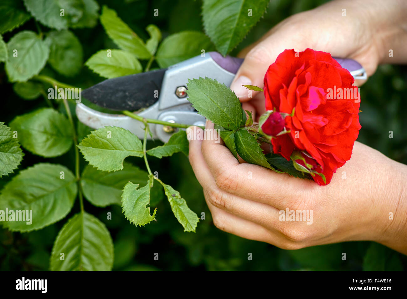 La main de femme coupe ciseaux de jardinage rose rouge de bush. Banque D'Images