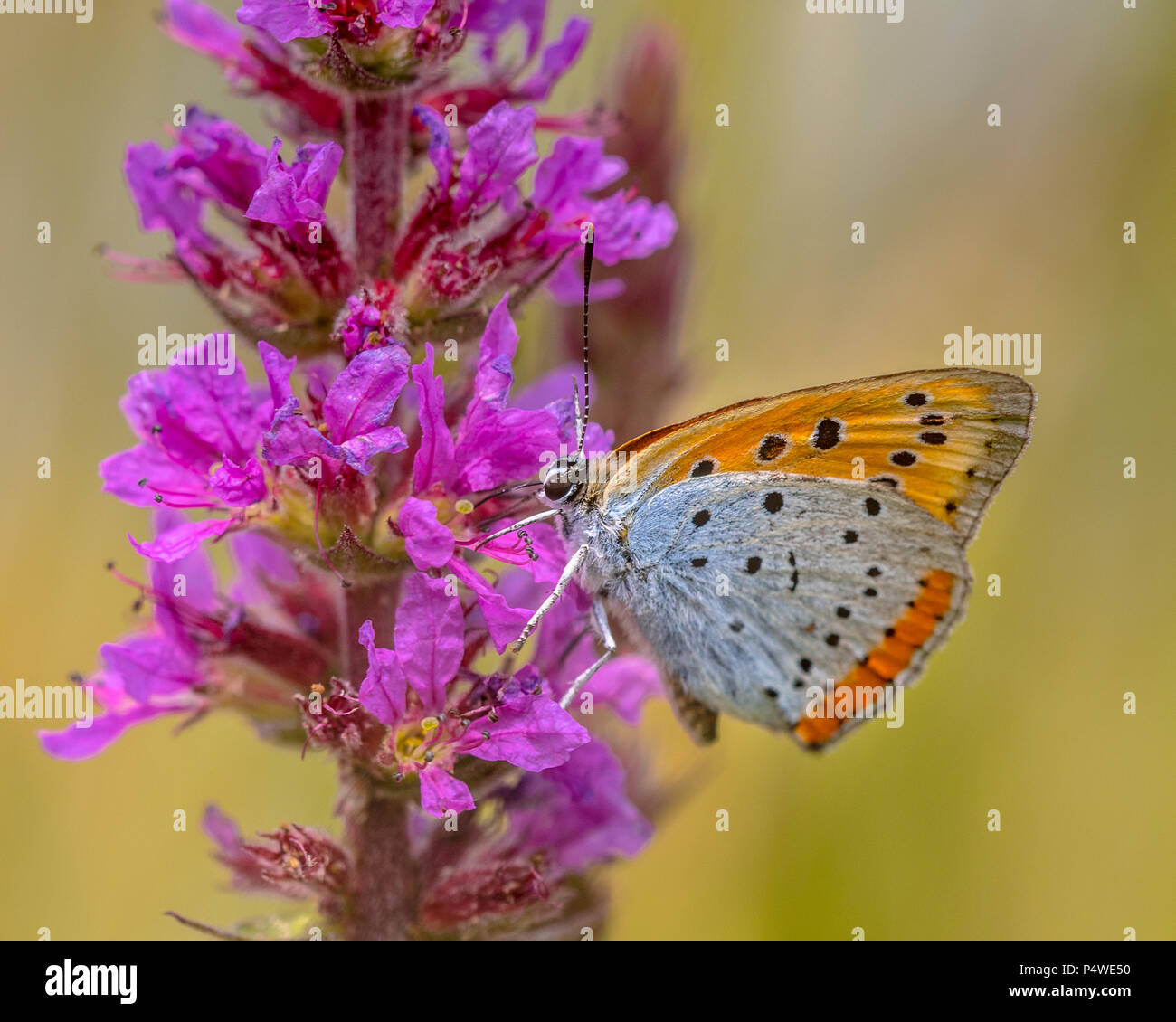 (Lycaena dispar grande) papillon endémique des Pays-Bas le nectar de nourriture sur les fleurs de la salicaire (Lythrum salicaria) Banque D'Images (Lycaena dispar grande) papillon endémique des Pays-Bas le nectar de nourriture sur les fleurs de la salicaire (Lythrum salicaria) Banque D'Images