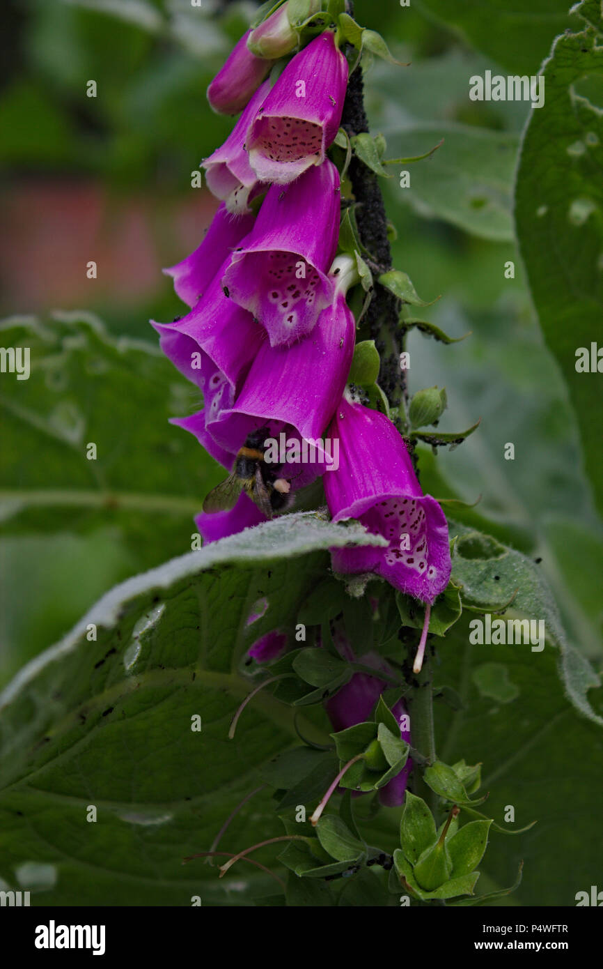 Abeille sur Purple digitales (Digitalis purpurea) Banque D'Images