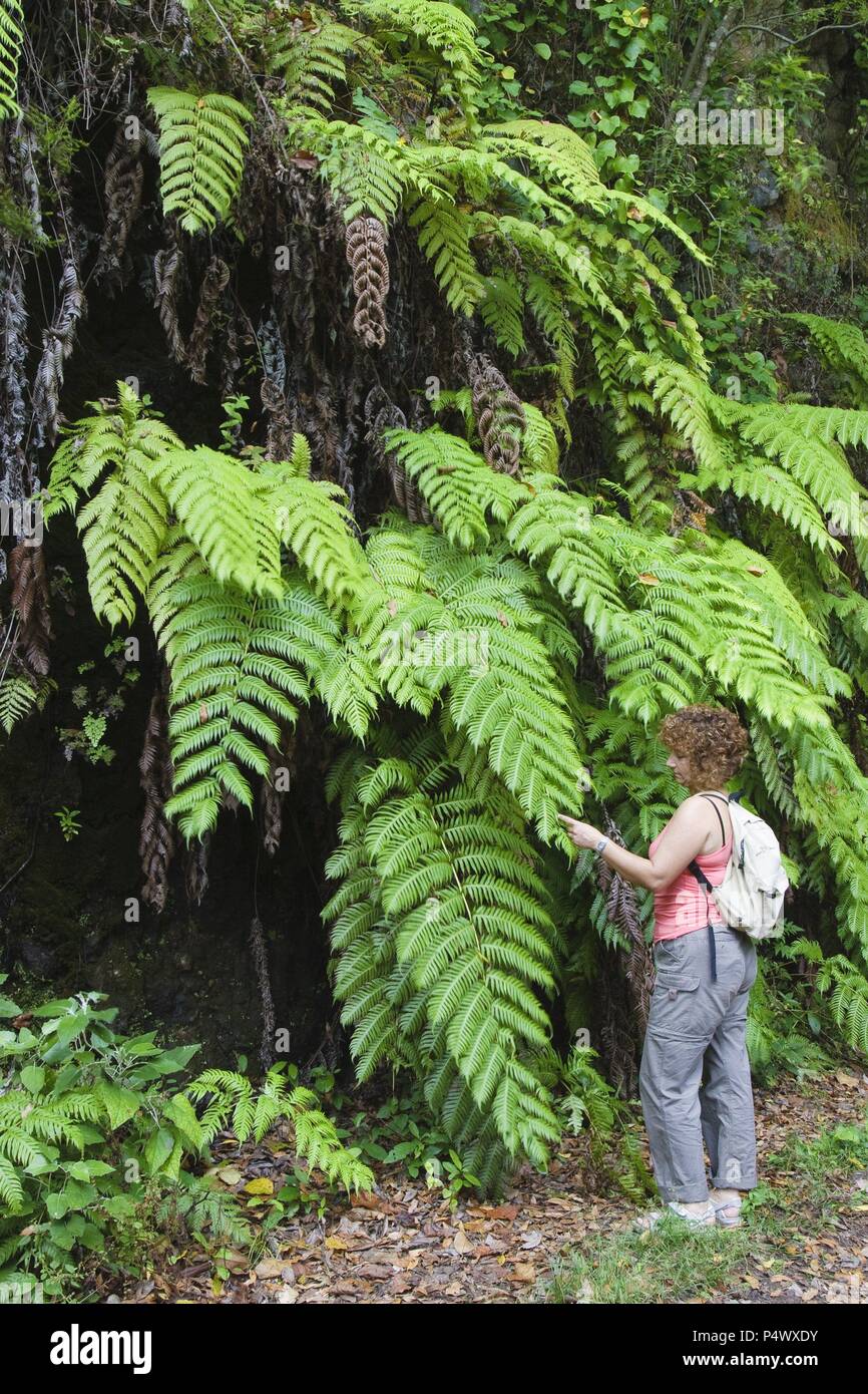 Fougères (Woodwardia radicans) dans la forêt de Laurissilva à Los Tilos. Las Nieves. La Palma. Île des Canaries. L'Espagne. Banque D'Images