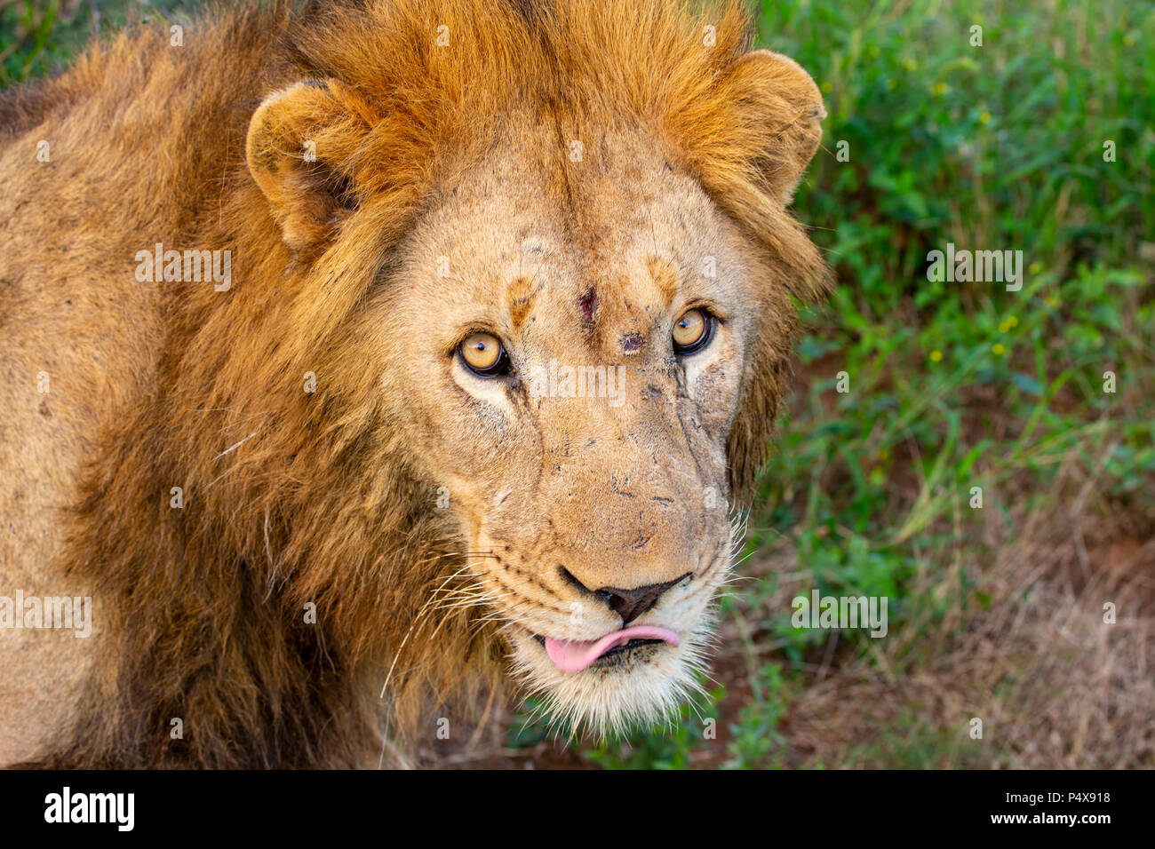 Close up of male de la tête de lion Panthera leo avec intention les yeux et lèvres léchant Banque D'Images