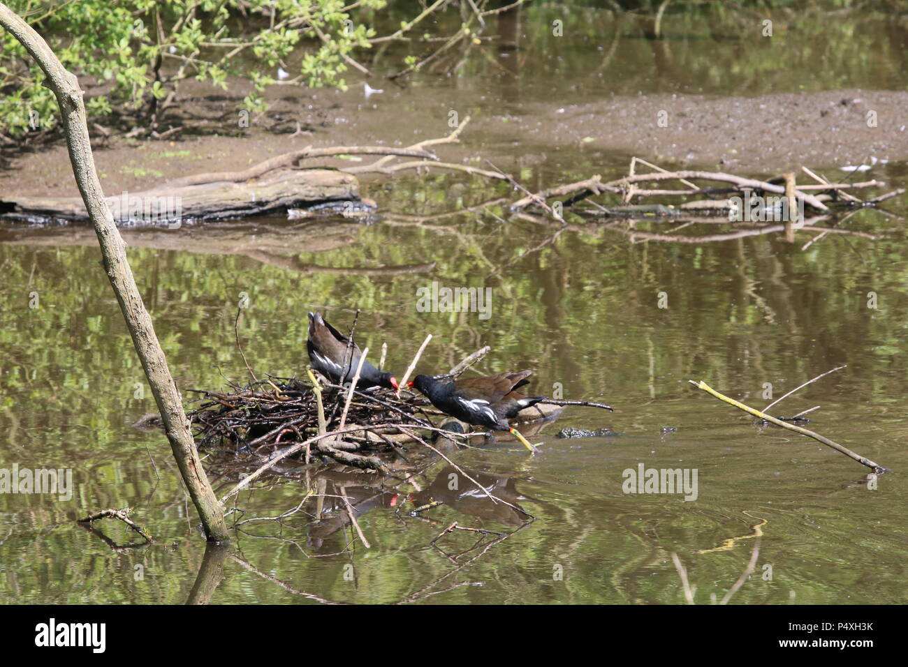 La Gallinule poule-d'eau (Gallinula chloropus), la construction du nid, au nord ouest de l'Angleterre, Royaume-Uni. Banque D'Images