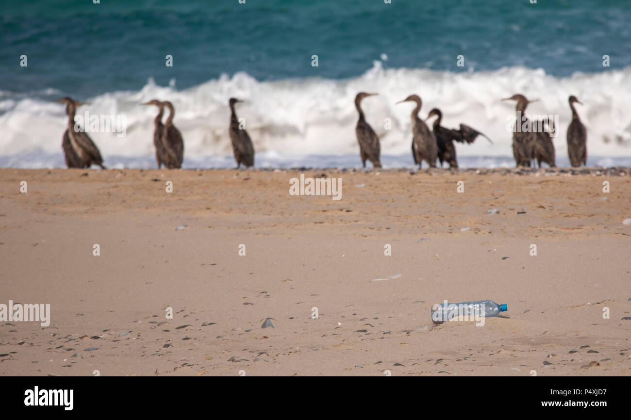 Bouteille d'eau en plastique sur la plage de Cormorant en Oman, Musandam Banque D'Images