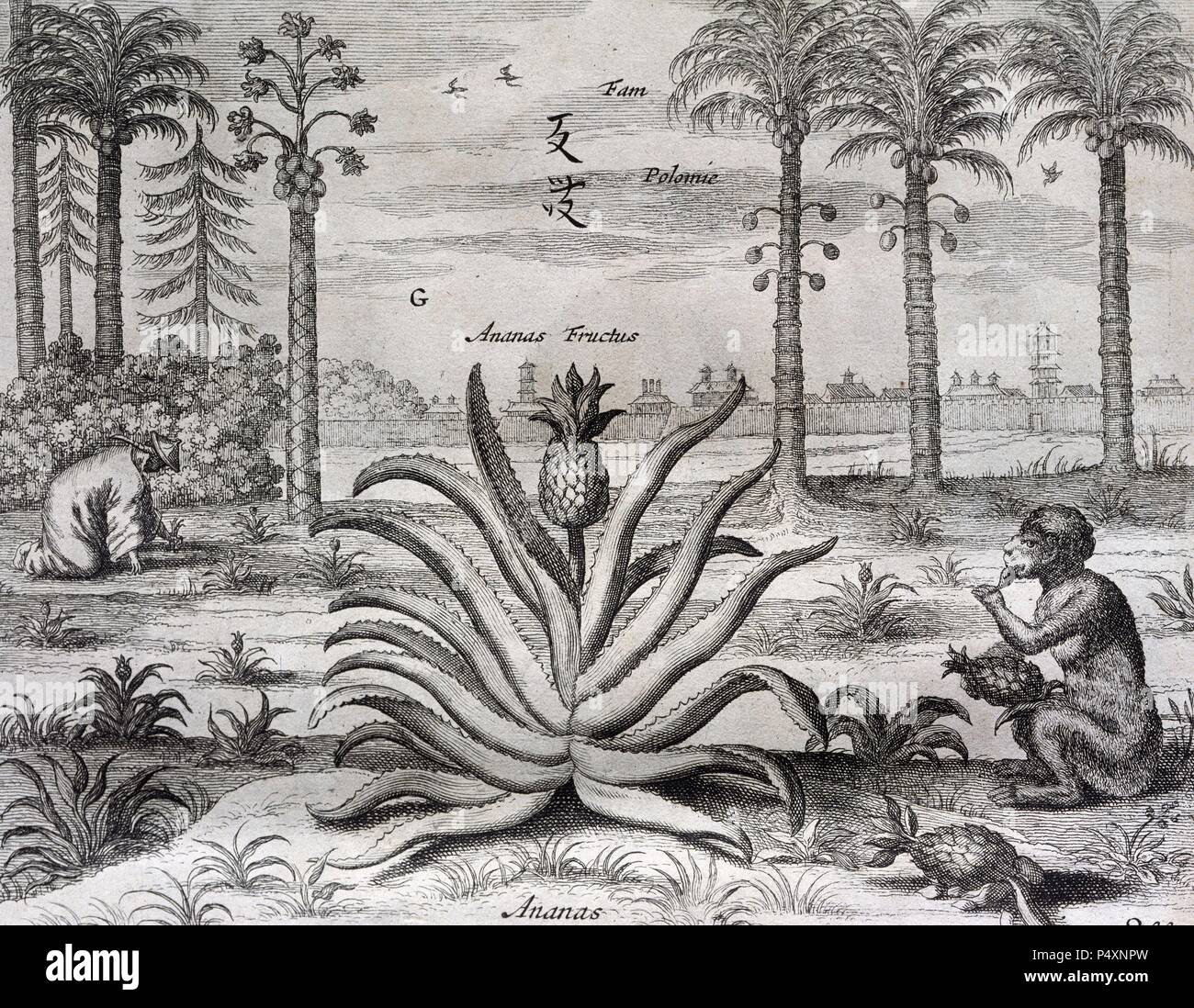 Athanasius Kircher (1601/1602Ð1680) (parfois orthographié par erreur Kirchner). Érudit jésuite allemand. La Chine, Monumentis qua sacris qua profanis, 1667. Palm et l'ananas. Bibliothèque épiscopale. Barcelone. L'Espagne. Banque D'Images