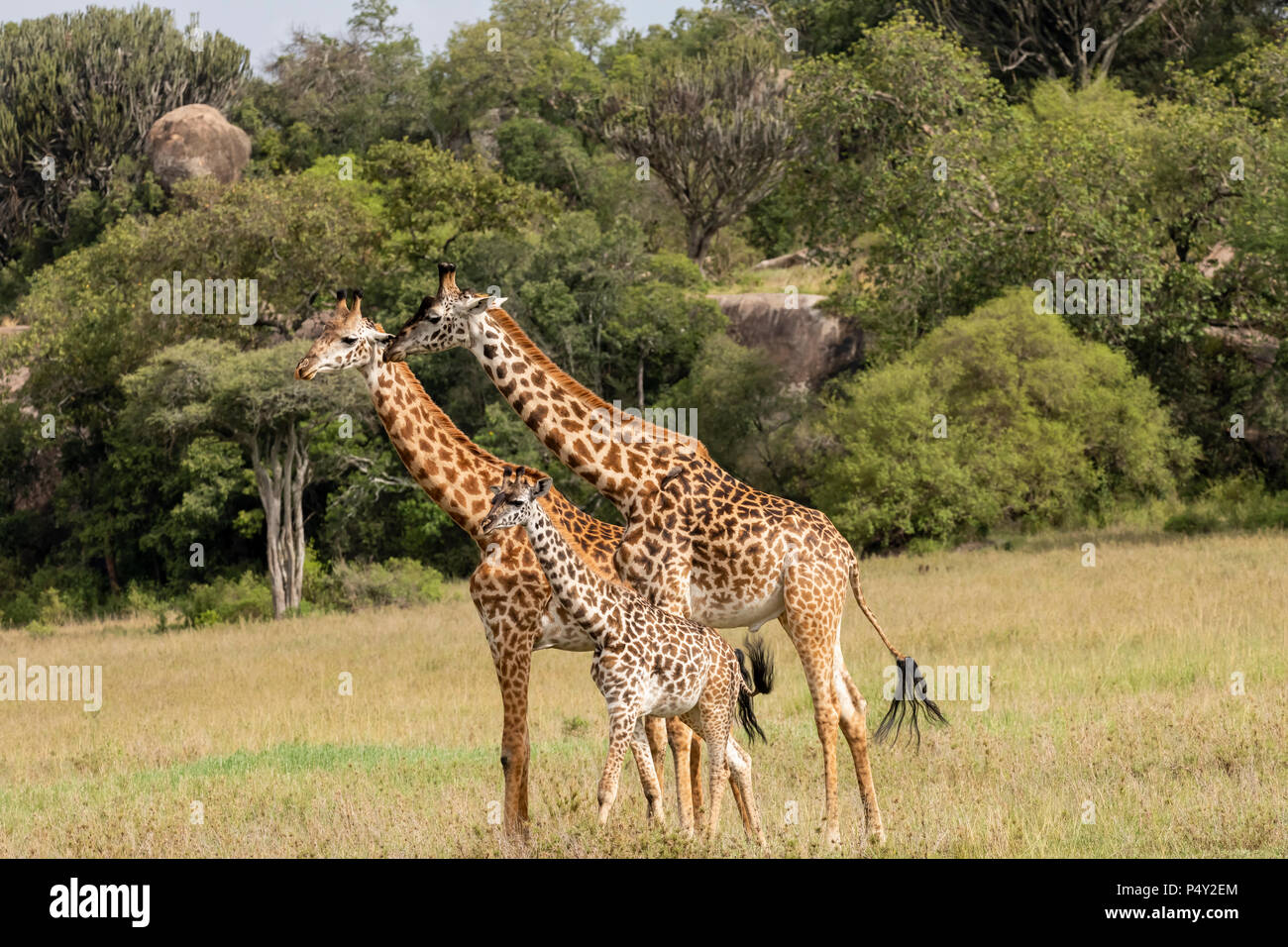 Les Masais Girafe (Giraffa camelopardalis tippelskirchi) Promenade à pied dans la savane à Serengeti National Park, Tanzania Banque D'Images