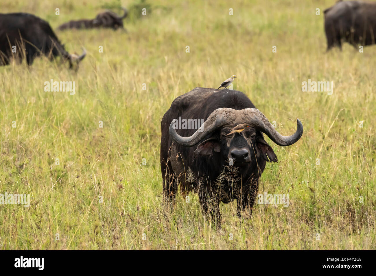 Buffle (Syncerus caffer) avec oxpeckers et réorganisation de Starling dans le Parc National du Serengeti, Tanzanie Banque D'Images