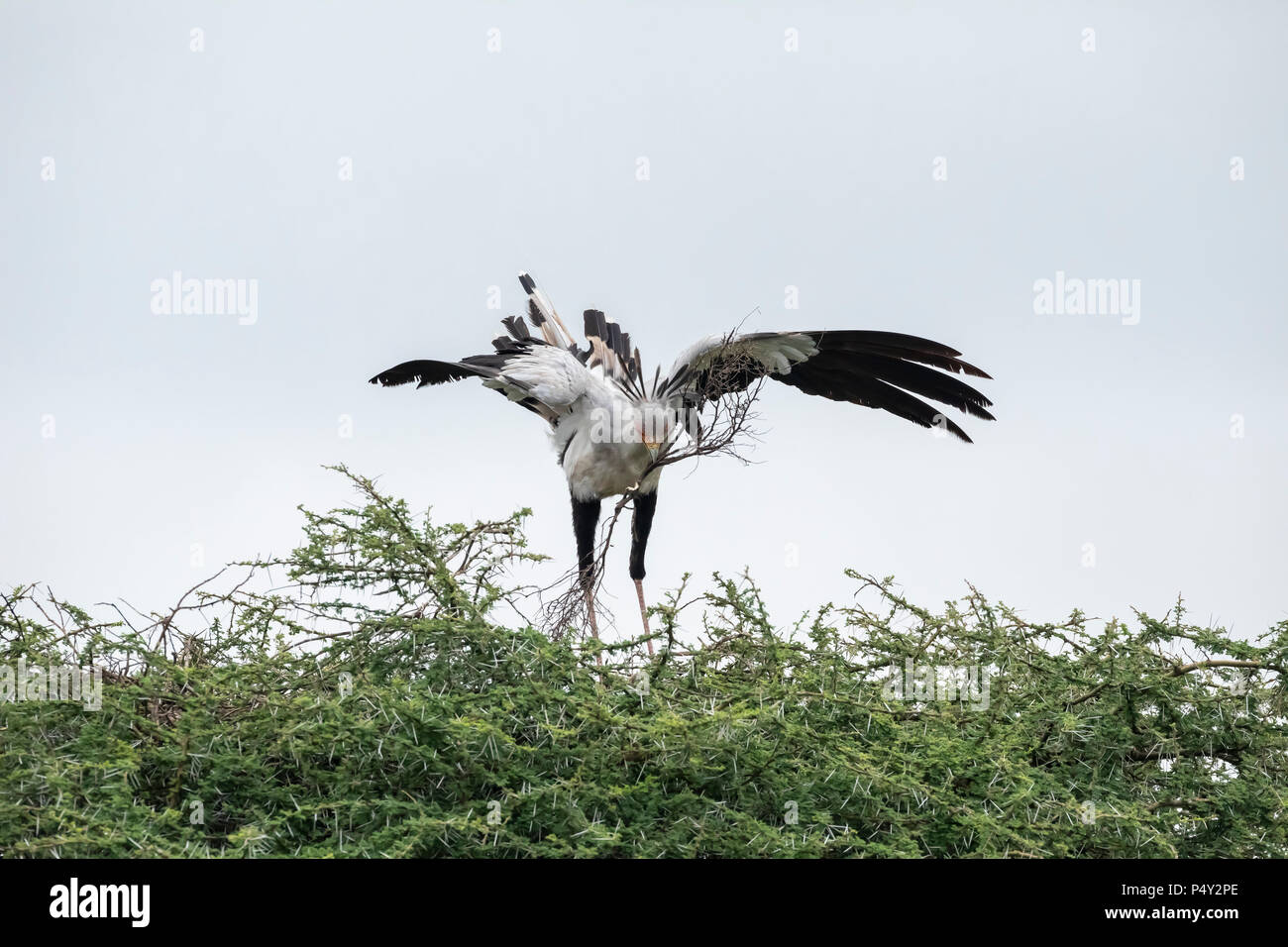 Secretarybird (Sagittaire serpentarius) collecte de branches pour construire un nid dans le Parc National du Serengeti, Tanzanie Banque D'Images