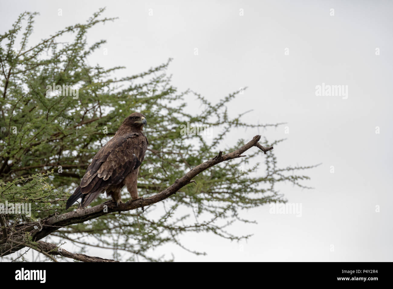 L'aigle des steppes (Aquila nipalensis) perchées dans un arbre dans le Parc National du Serengeti, Tanzanie Banque D'Images