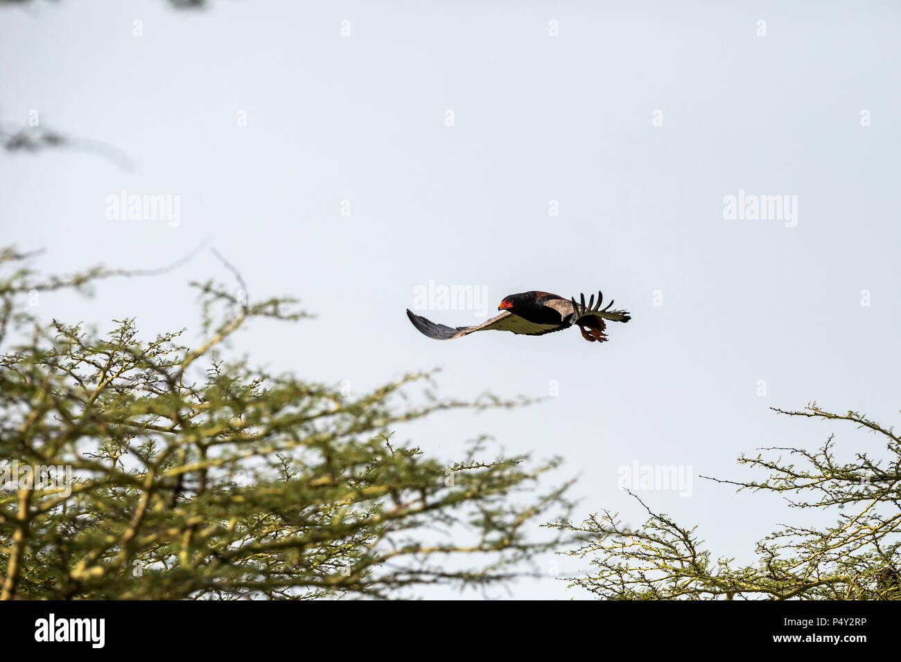 Bateleur (Terathopius ecaudatus) adulte en vol dans le Parc National du Serengeti, Tanzanie Banque D'Images