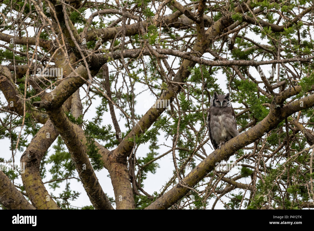 (Bubo lacteus Verreaux's lacteus) perchées dans un arbre dans le Parc National du Serengeti, Tanzanie Banque D'Images