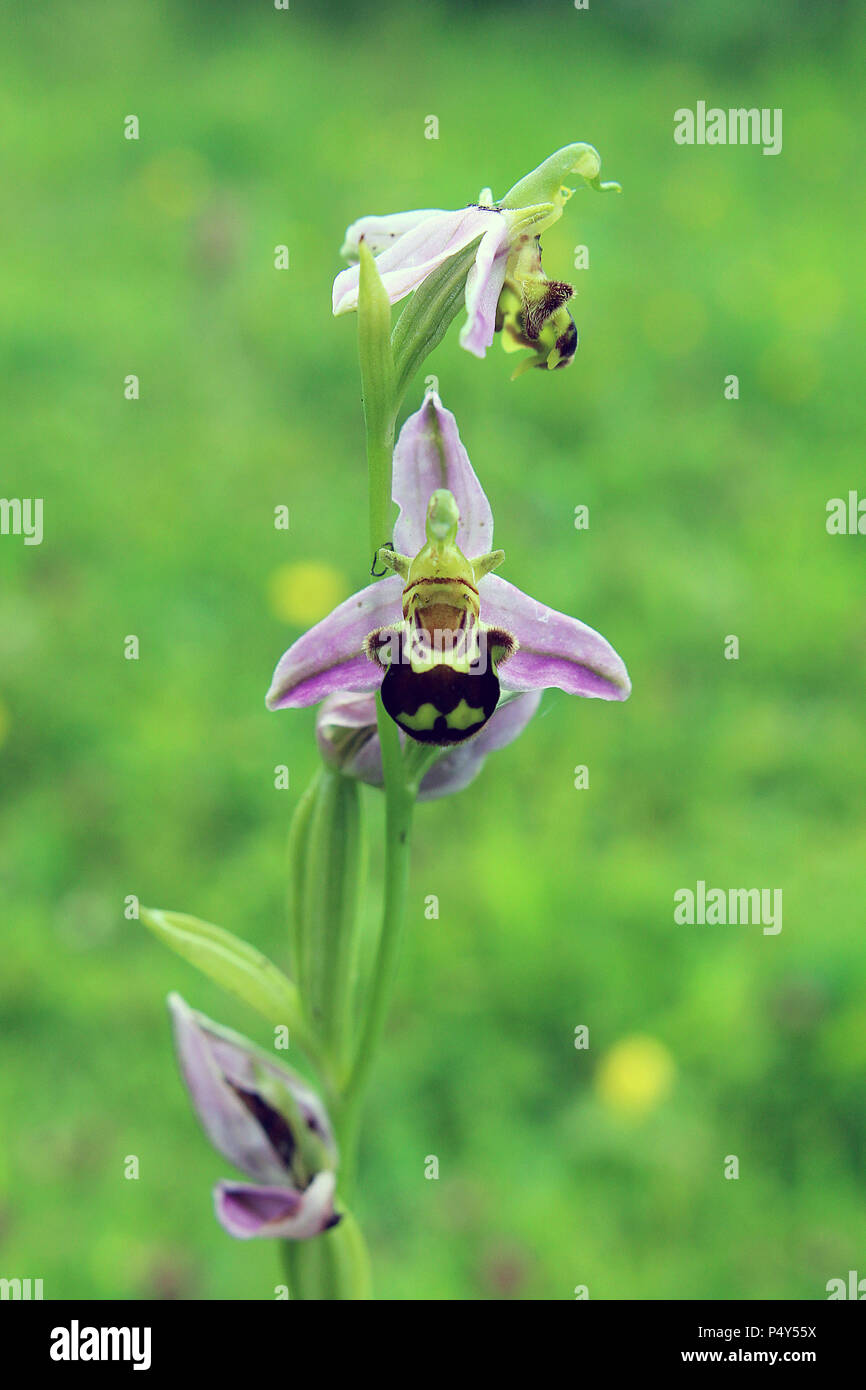 L'orchidée abeille dans la prairie de la prairie Banque D'Images
