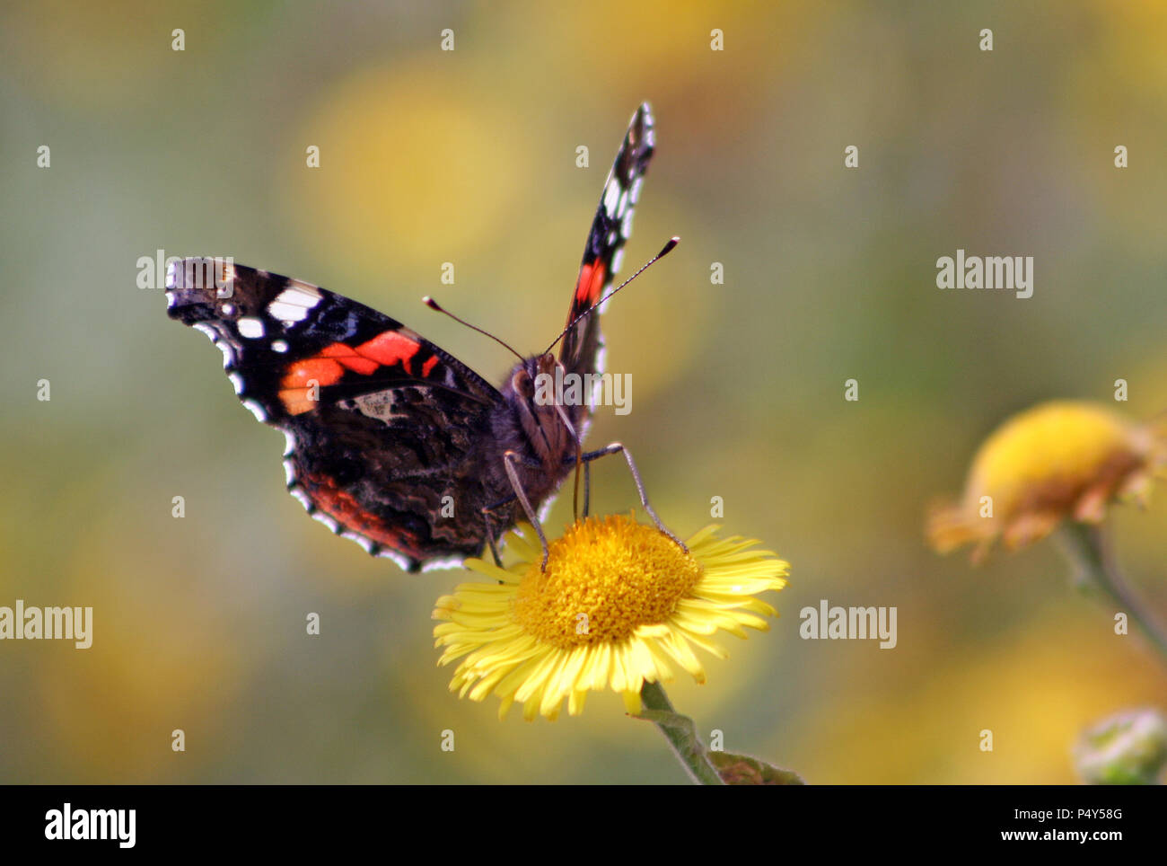 L'amiral rouge papillon sur daisy jaune Banque D'Images